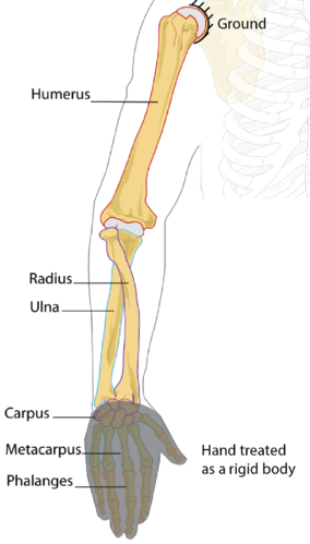 The humerus bone found in the arm of humans