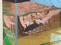 Automated Fish Refuge CloseupFish